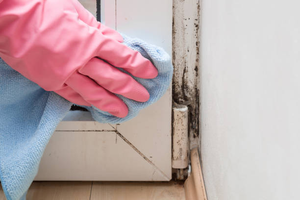 Best Best Mold Removal Companies  in East Troy, WI